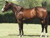 stallion Songandaprayer xx (Thoroughbred, 1998, from Unbridled's Song xx)