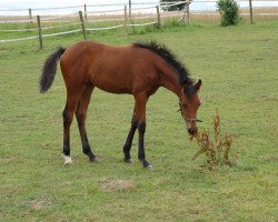 broodmare Forca T (German Riding Pony, 2011, from For Next Generation)