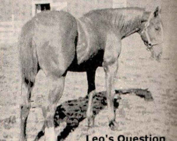 Deckhengst Leo's Question (Quarter Horse, 1951, von Leo)