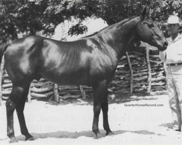 stallion Band Play (Quarter Horse, 1934, from Band Time xx)