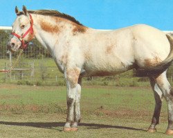 stallion Joker's Leader (Appaloosa, 1963, from Joker B)