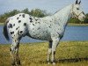 stallion Joker B (Appaloosa, 1941, from Red Dog)