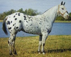 stallion Joker B (Appaloosa, 1941, from Red Dog)