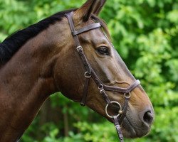 broodmare Wonina (Bavarian, 2008, from Rasso Royal)