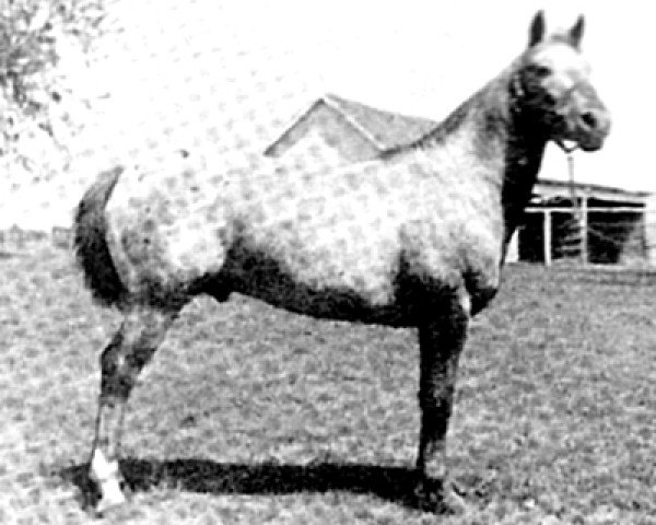 stallion Flying Sargeant (Appaloosa, 1952, from Golden Glow)