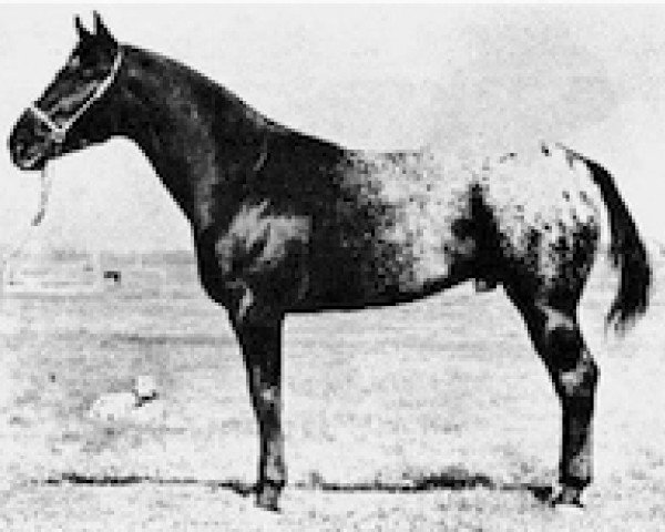 Deckhengst M.J.B. (Appaloosa, 1957, von Joker B)