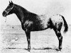 stallion M.J.B. (Appaloosa, 1957, from Joker B)