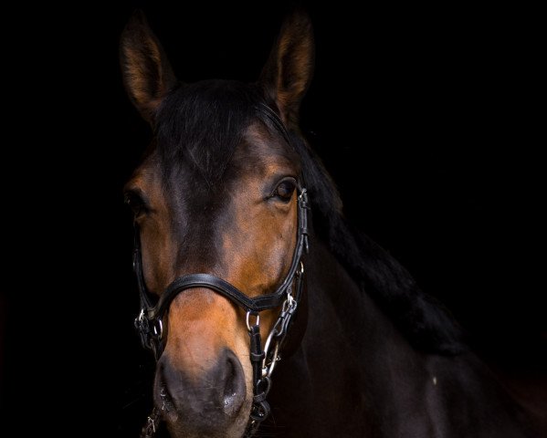 Pferd Shatok (Litauer Warmblut, 2013, von Shandor 34)