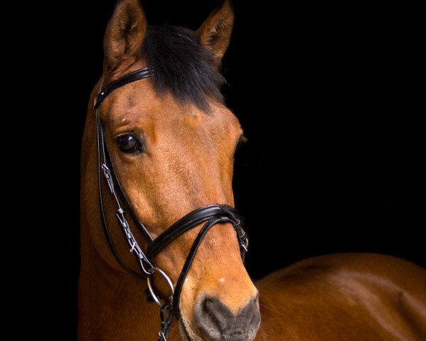 Dressurpferd Amapola (Spanisches Sportpferd, 2008)