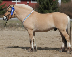 stallion Kotalan Rocker 15 F (Fjord Horse, 2011, from Kim Hero 8 F)