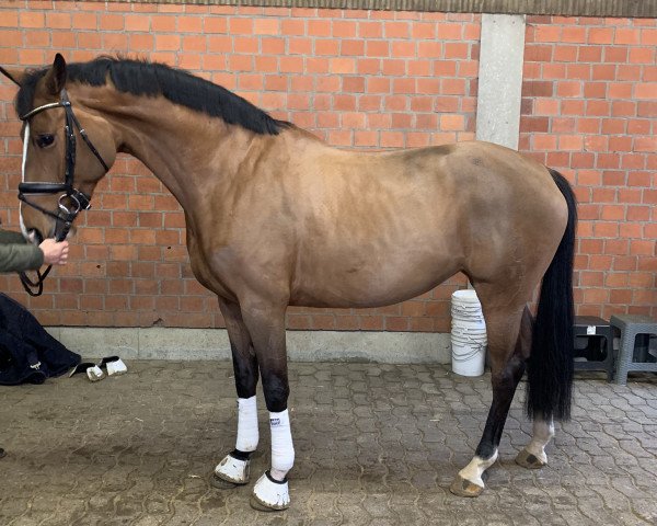 broodmare Aimee 9 (Oldenburg, 2014, from Ampère)