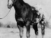 stallion Cedar Hill Joker (Appaloosa, 1963, from Joker B)