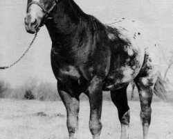 Deckhengst Cedar Hill Joker (Appaloosa, 1963, von Joker B)