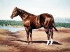 Deckhengst Skipper W (Quarter Horse, 1945, von Nick Shoemaker)