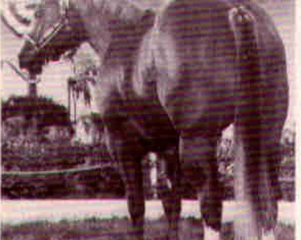 Deckhengst Skip N Stage (Quarter Horse, 1974, von Skip A Barb)