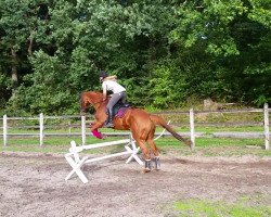 jumper Cheyenne 1161 (Holsteiner, 2010, from Ibisco xx)