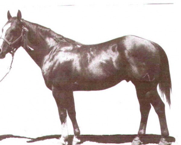 Deckhengst Star Duster (Quarter Horse, 1944, von Nowata Star)