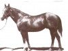 Deckhengst Star Duster (Quarter Horse, 1944, von Nowata Star)