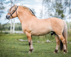 horse Hertug Foss 7 F (Fjord Horse, 2004, from Ljosprins 4 F)