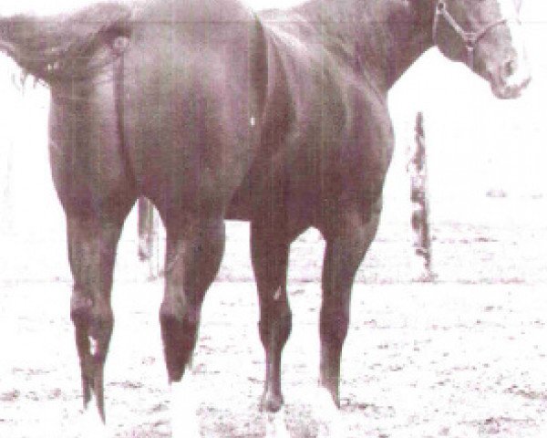 Deckhengst Skip A Barb (Quarter Horse, 1960, von Skipper's King)