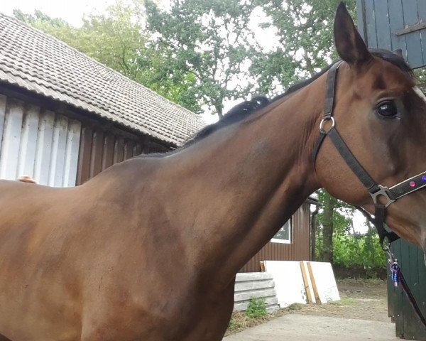 dressage horse Sammy (Württemberger, 2007, from Sunny Day)