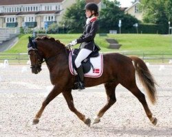 horse Arvalon Geronimo (Welsh-Cob (Sek. C), 2006, from Dwyfor Scooby Do)