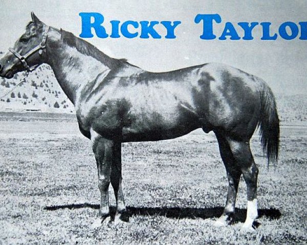 Deckhengst Ricky Taylor (Quarter Horse, 1954, von Custus Rastus xx)