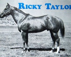 stallion Ricky Taylor (Quarter Horse, 1954, from Custus Rastus xx)