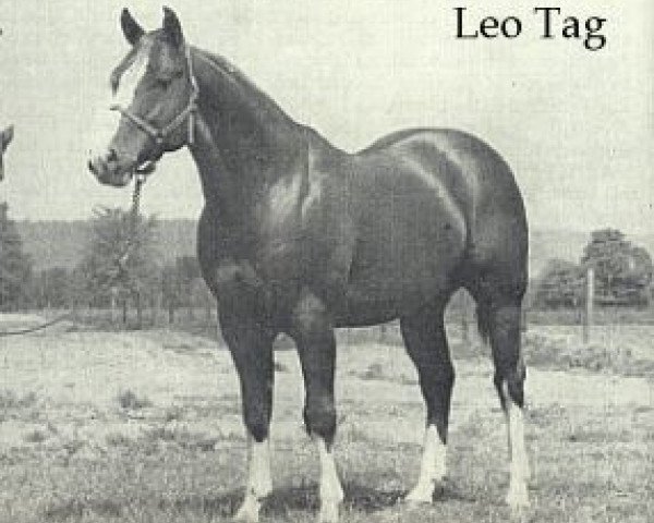 Deckhengst Leo Tag (Quarter Horse, 1949, von Leo)