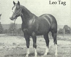 stallion Leo Tag (Quarter Horse, 1949, from Leo)