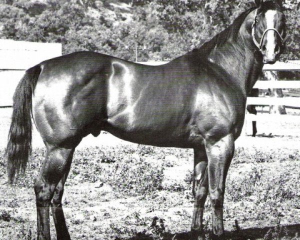 Deckhengst Joe Queen (Quarter Horse, 1952, von Joe Reed II)