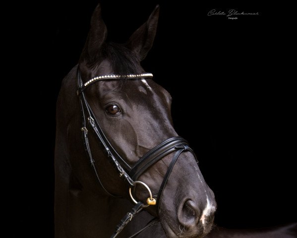 dressage horse Benett O'Brian (Hanoverian, 2010, from Benetton Dream FRH 1301)