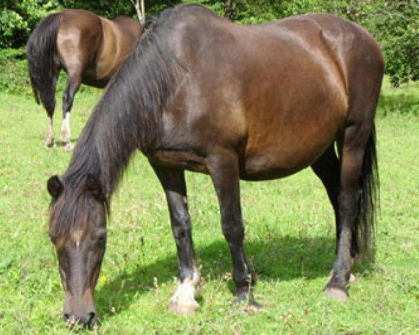 broodmare Fronarth Wendy (Welsh-Cob (Sek. D), 1985, from Brenin Dafydd)