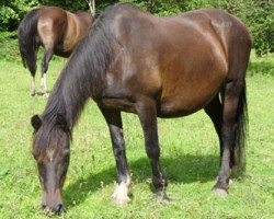 Zuchtstute Fronarth Wendy (Welsh-Cob (Sek. D), 1985, von Brenin Dafydd)