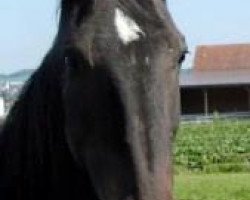 broodmare Lorain (KWPN (Royal Dutch Sporthorse), 1993, from Caruso)