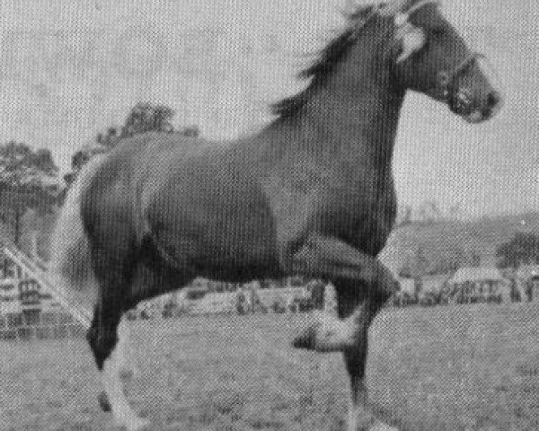 stallion Geraint Brynawelon (Welsh-Cob (Sek. D), 1966, from Hendy Brenin)