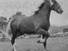 stallion Geraint Brynawelon (Welsh-Cob (Sek. D), 1966, from Hendy Brenin)