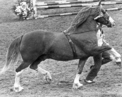 Deckhengst Medley Jupitor (Welsh-Cob (Sek. D), 1975, von Geraint Brynawelon)