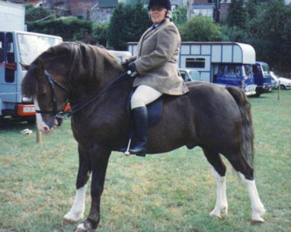 stallion Brynbair Tywysog (Welsh-Cob (Sek. D), 1991, from Ffrwduchaf Brenin-Taf)