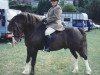 stallion Brynbair Tywysog (Welsh-Cob (Sek. D), 1991, from Ffrwduchaf Brenin-Taf)