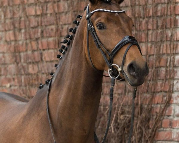 broodmare Bonne Amie 16 (Rhinelander, 2014, from Beaulieu 2)