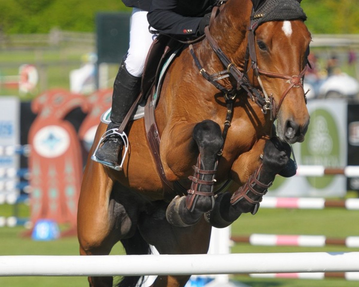 Springpferd Zephyr VDL (KWPN (Niederländisches Warmblut), 2004, von Indoctro)