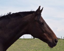 Pferd Celine 183 (Sachsen-Anhaltiner, 2001, von Chamberlain 6)