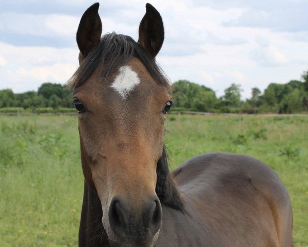 broodmare Jette (German Riding Pony, 2013, from Kaiser Bonaparte WE)