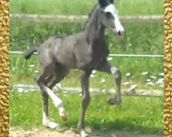 dressage horse Da Vinci (Westphalian, 2018, from Harmony's de Beau)