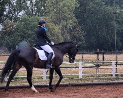 jumper Ronda 97 (German Sport Horse, 2003, from Carpalo)