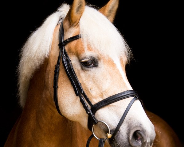 dressage horse Wyatt (Haflinger, 2007, from Wallenstein)