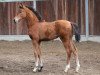 dressage horse Valleyfair (German Sport Horse, 2017, from Vitalis)