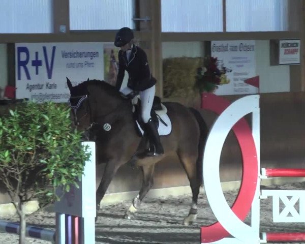Reitturnier Dettingen 2017