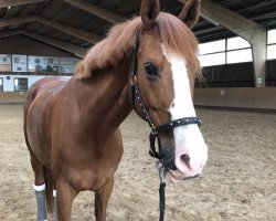 dressage horse Gladdys 47 (German Riding Pony, 2004, from Going Top)